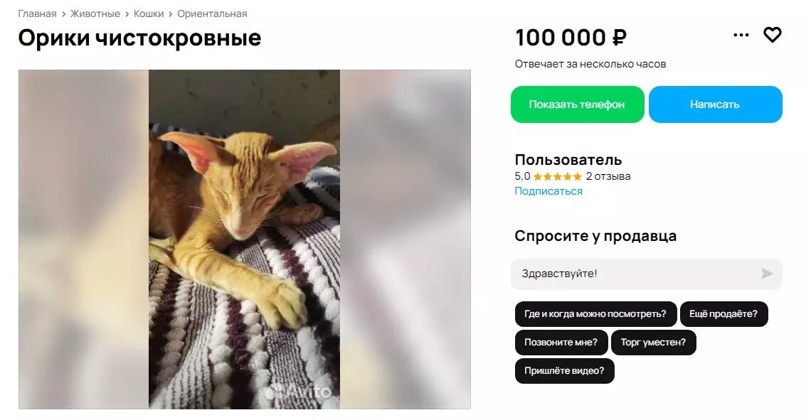     Источник: скриншот сайта «Авито»