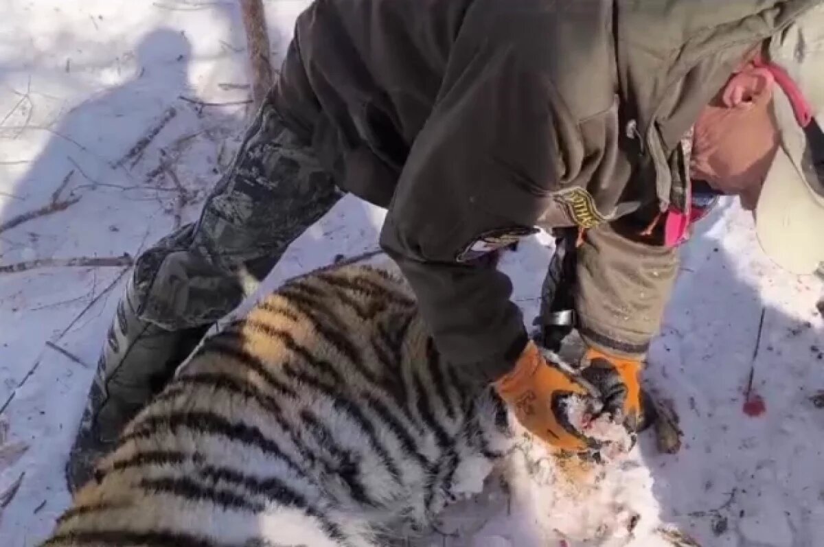    В Приморском крае поймали тигрицу, которая держала в страхе жителей поселка