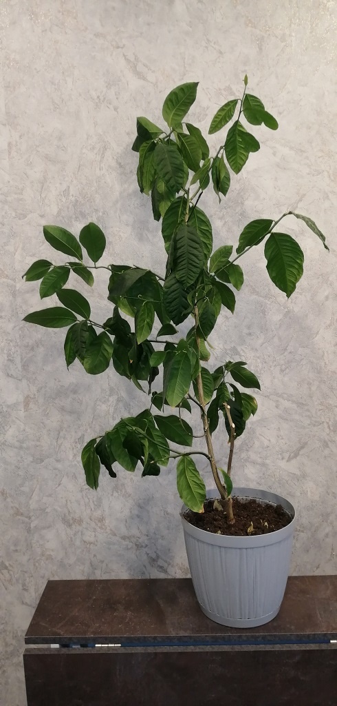 Вот так лимон выходит из зимовки. Высота более 90 см.