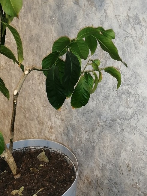 Нижняя ветка до обрезки.