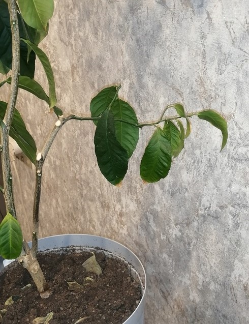 Она же после обрезки.