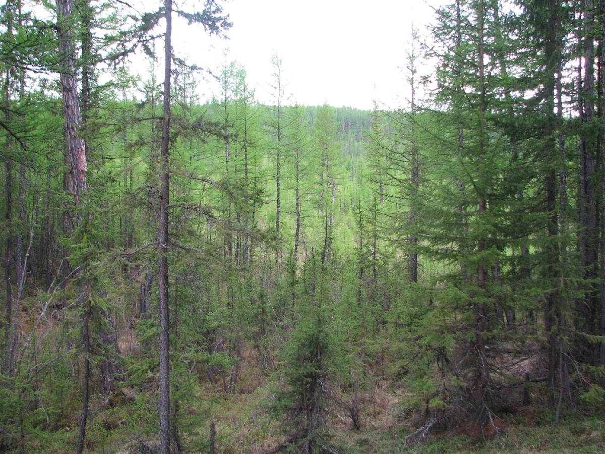 Природа Мирнинского района.