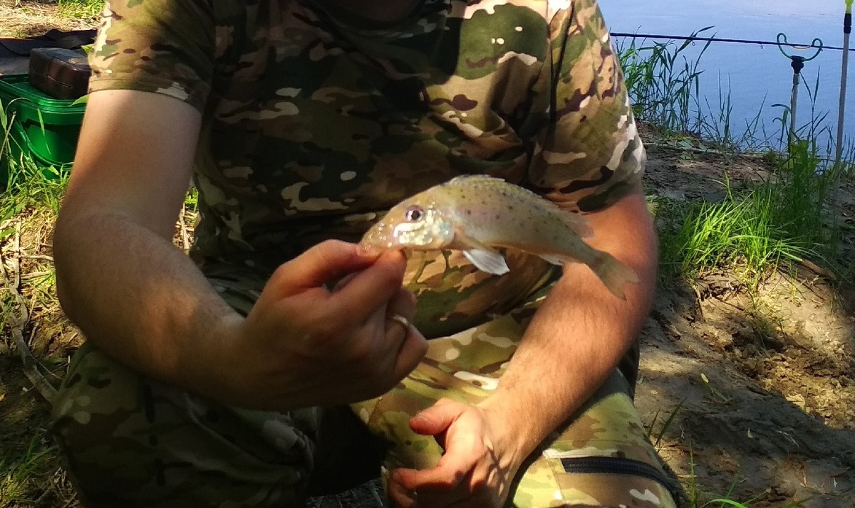 Ёрш-носарь, он же бирюк. Пойман на реке Дон, Волгоградская область.