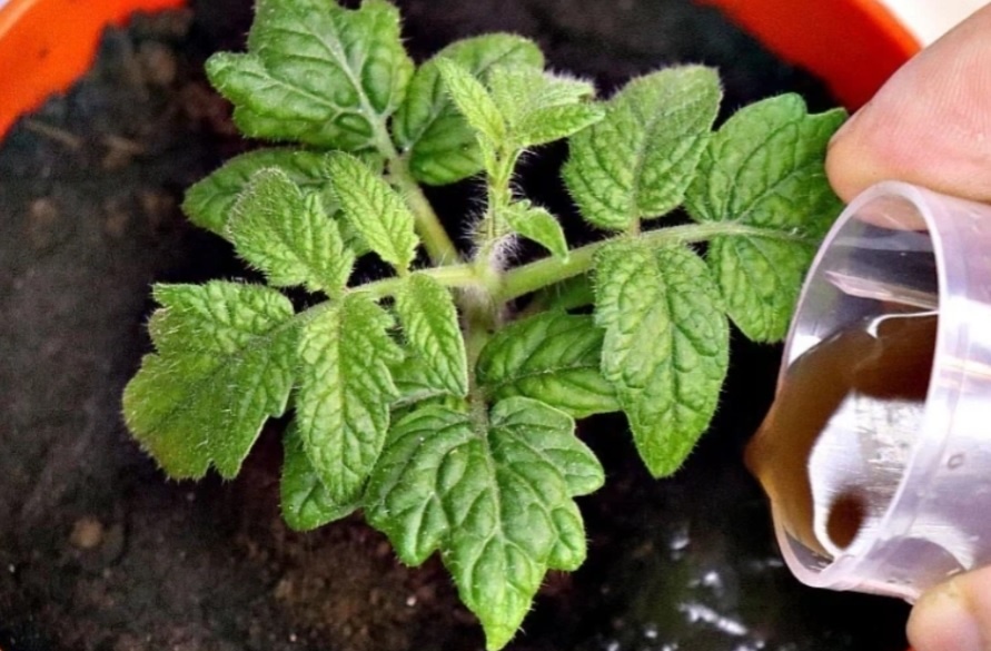 Важно учитывать климатические особенности вашего региона