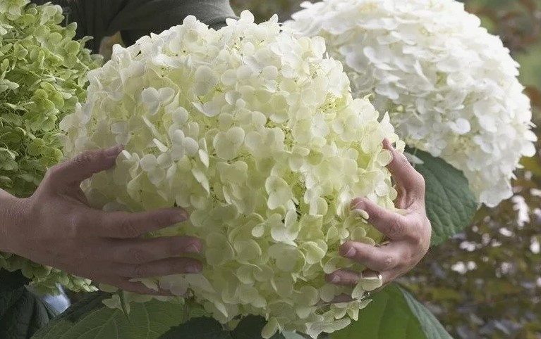 Гортензия древовидная