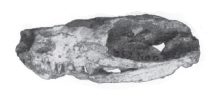 Голотип черепа с нижней челюстью.