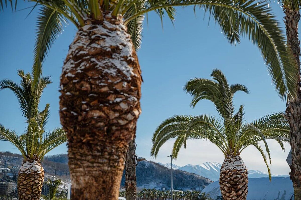    Фото: пресс-служба ФТ «Сириус»