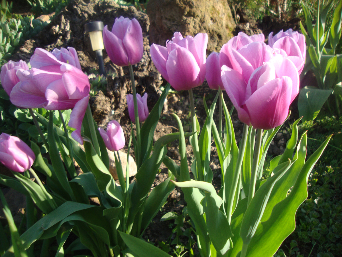 вестники весны