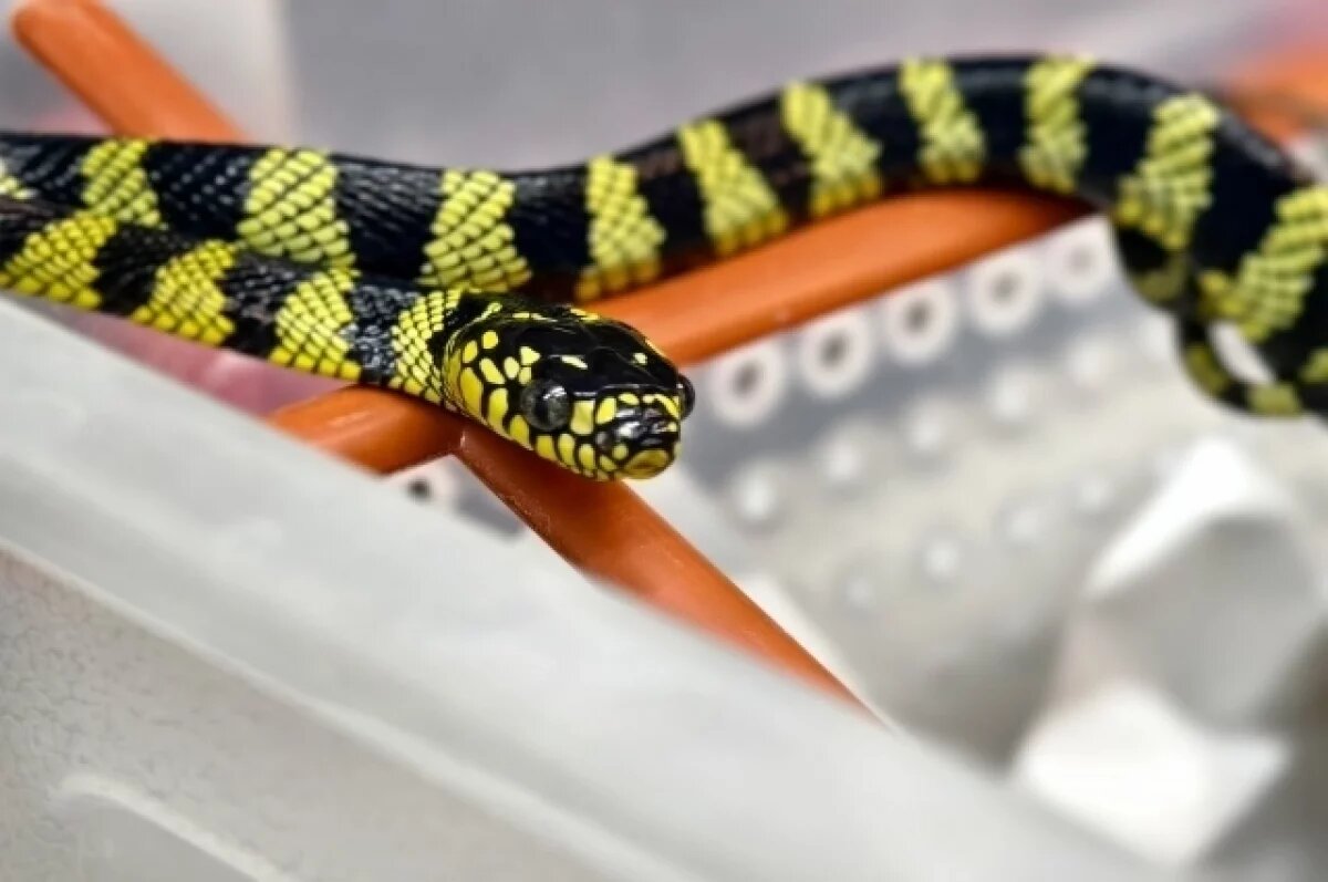    В Тульском экзотариуме 23 февраля пройдёт тематическая экскурсия