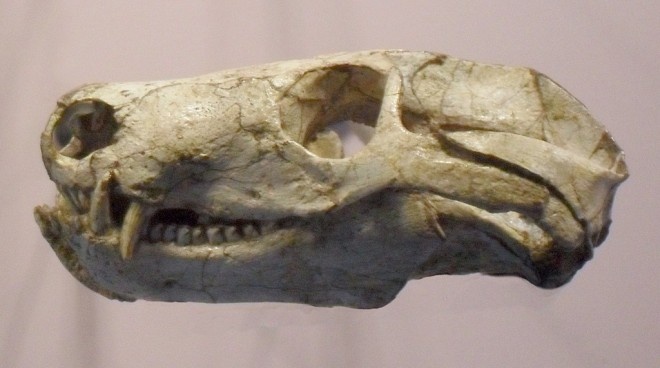 Череп прогалезавра.