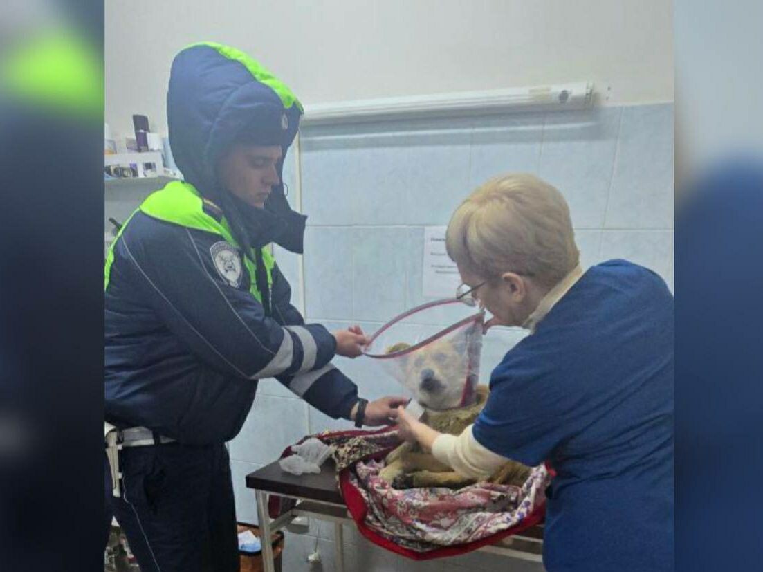 Фото: Телеграм-канал республиканского УГИБДД МВД