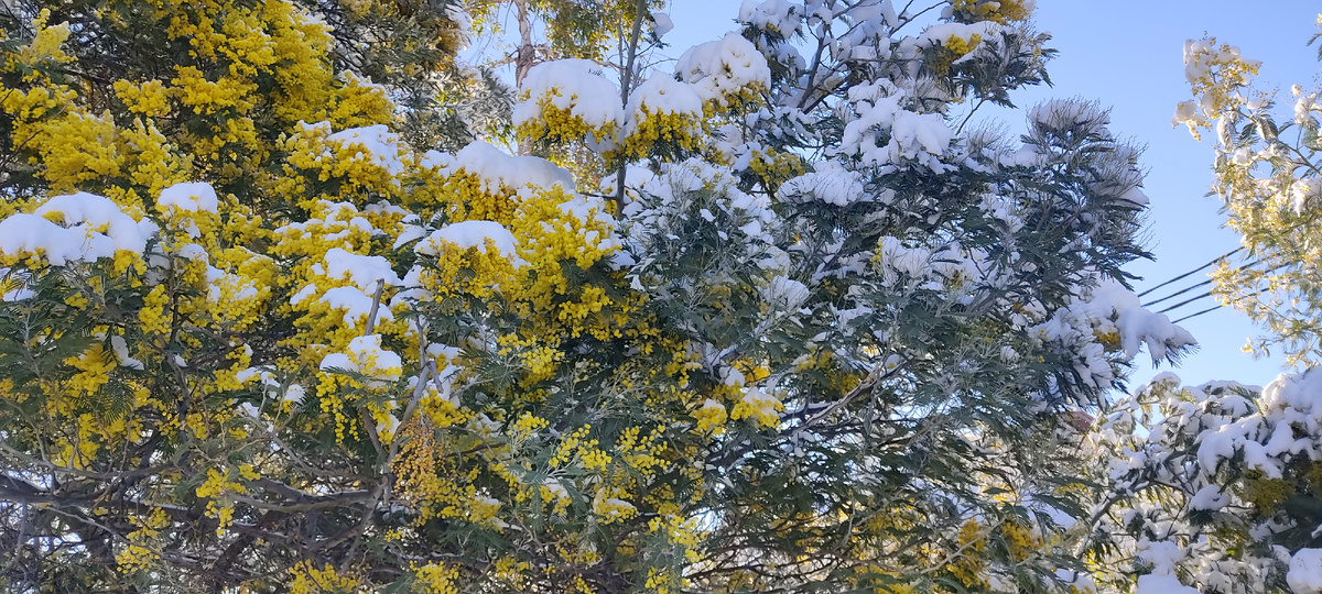 Мимоза в снегу