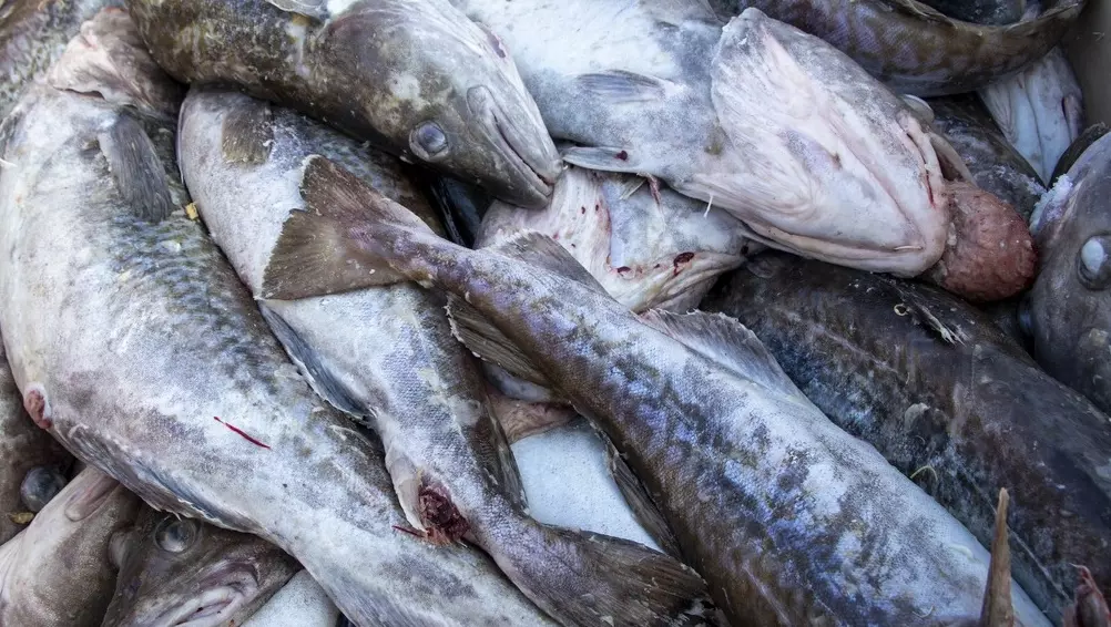 Фото: transsibinfo.com. навага
