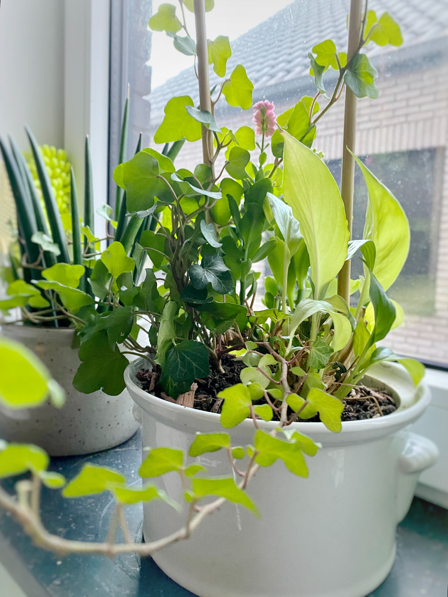 Личное фото. Я, конечно, тоже использую подоконник, но не только :)