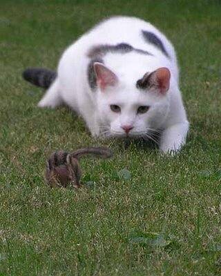 Источник фото: Pinterest. Кошек важен не только процесс охоты, но и его результат. 