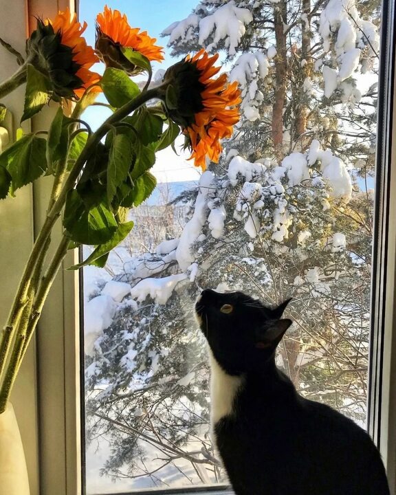 Яндекс картинки