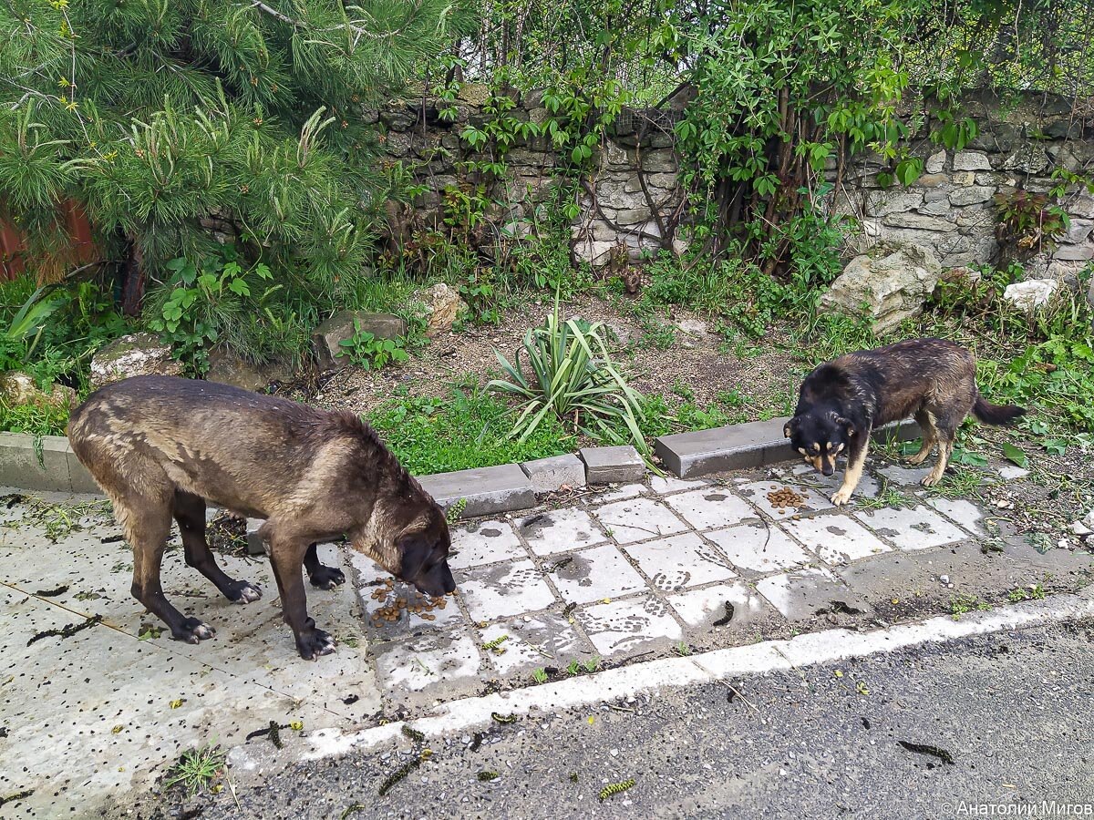 На фото: Большая и Хромоножка