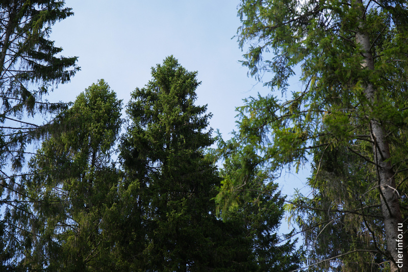    Видеонаблюдение используется для предотвращения лесных пожаров.