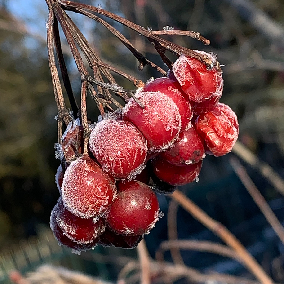 Вчера была большая родительская, а сегодня был бы двойной семейный праздник, день советской армии и военно-морского флота и именины Валентины.