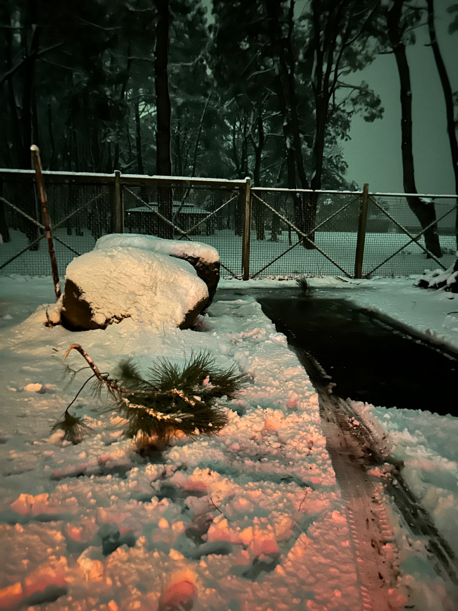 Ветка, которая упала на наш автодом