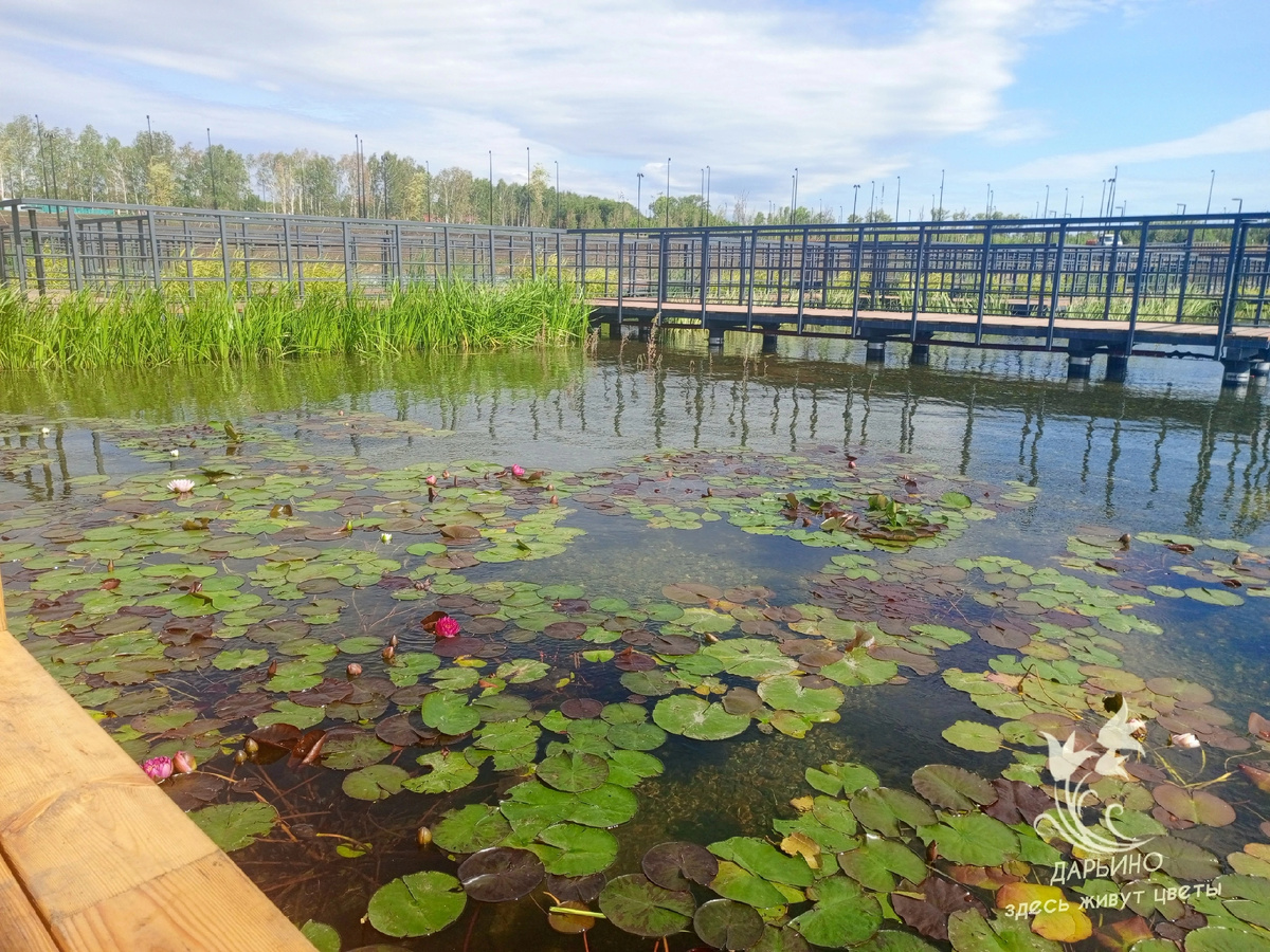 Пруд с водяными лилиями в "Притяжении"