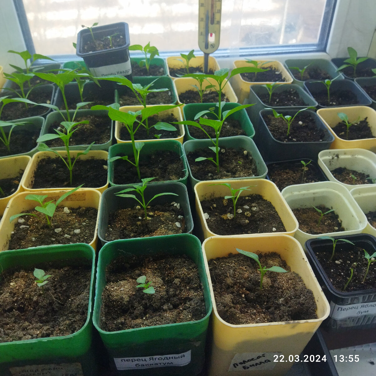 рассада ПИКИРОВАННОГО перца в 2024 году. Возраст у всей рассады - месяц после посева. 