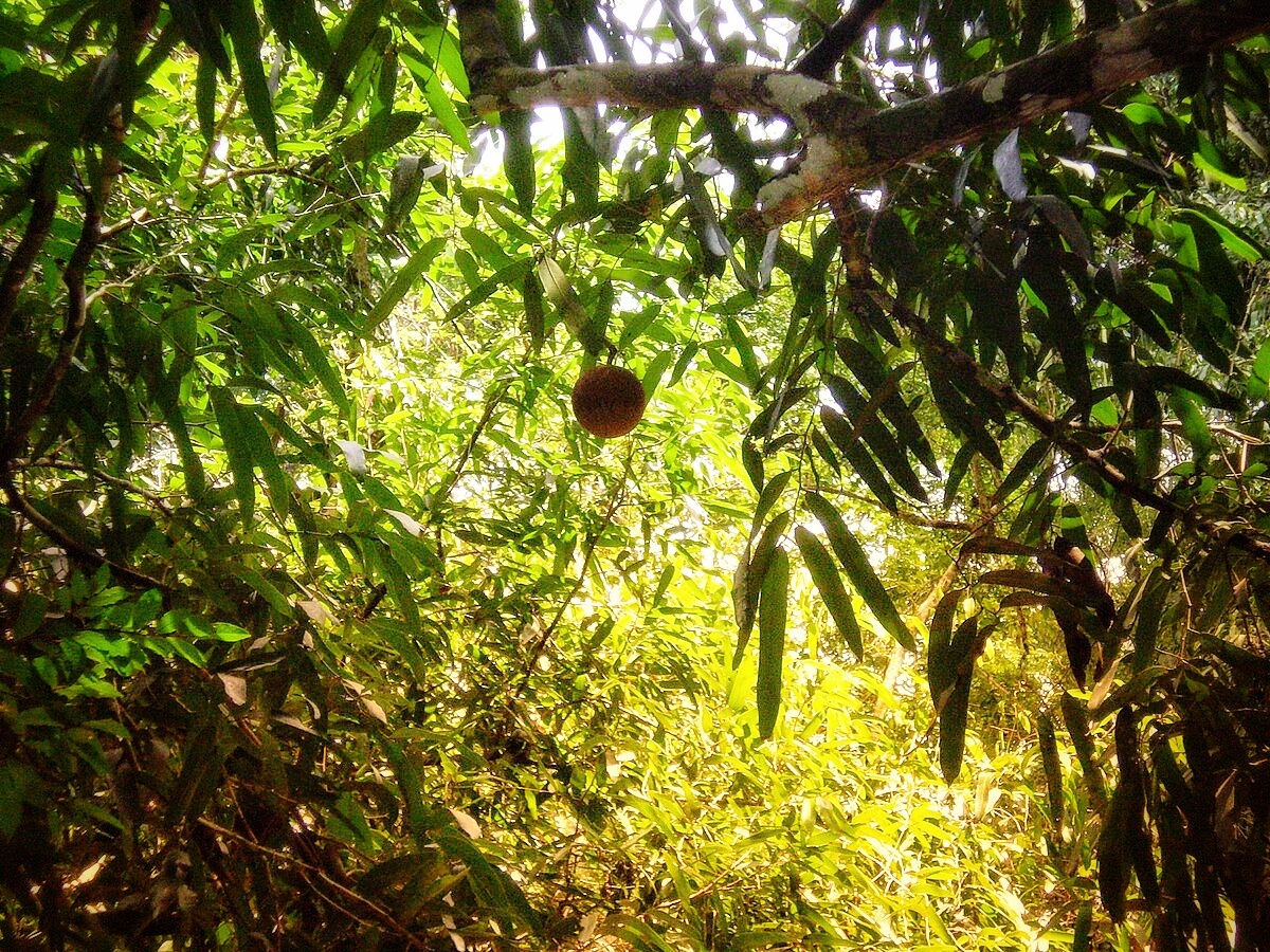 Дерево чаульмугра (Hydnocarpus)