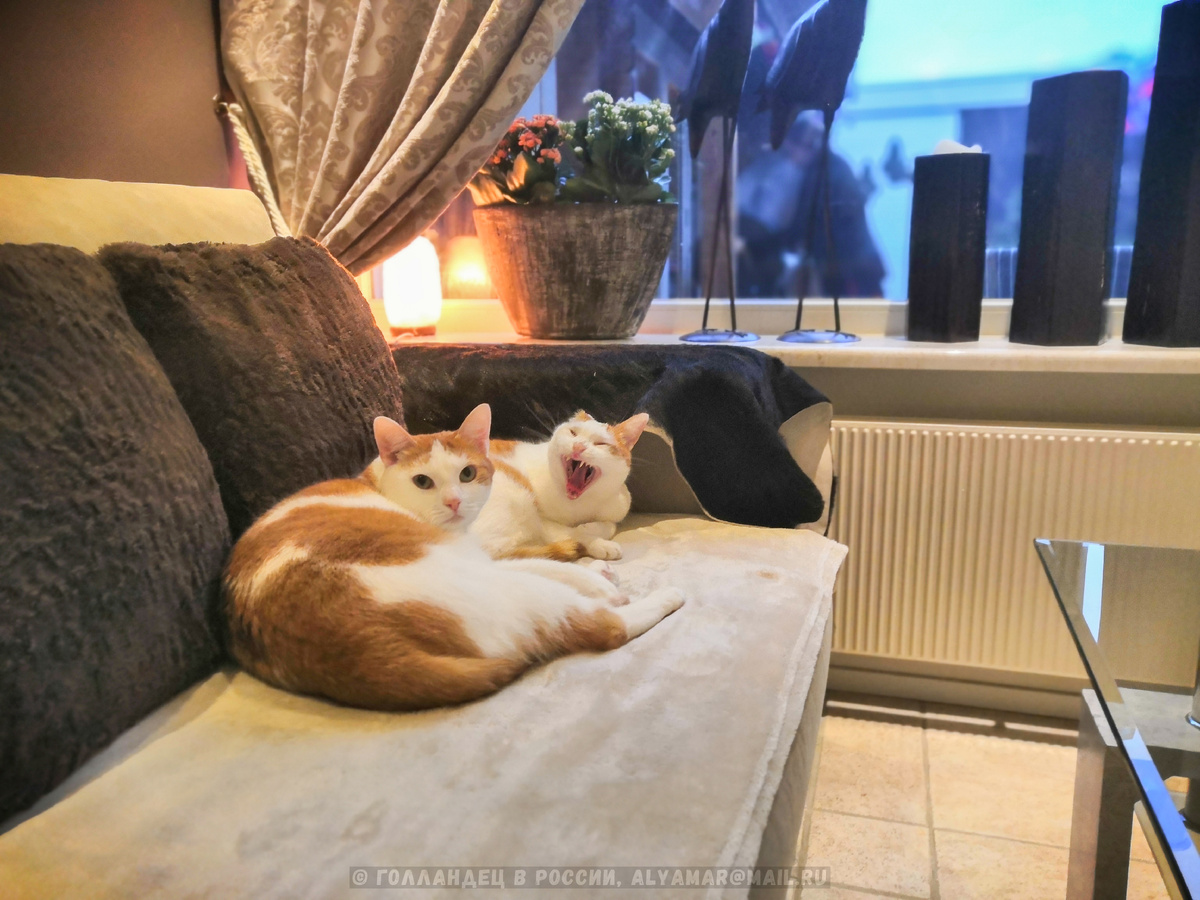 Что точно - и россияне и голландцы любят котов. Как их не любить, правда? :) Фото: Голландец в России