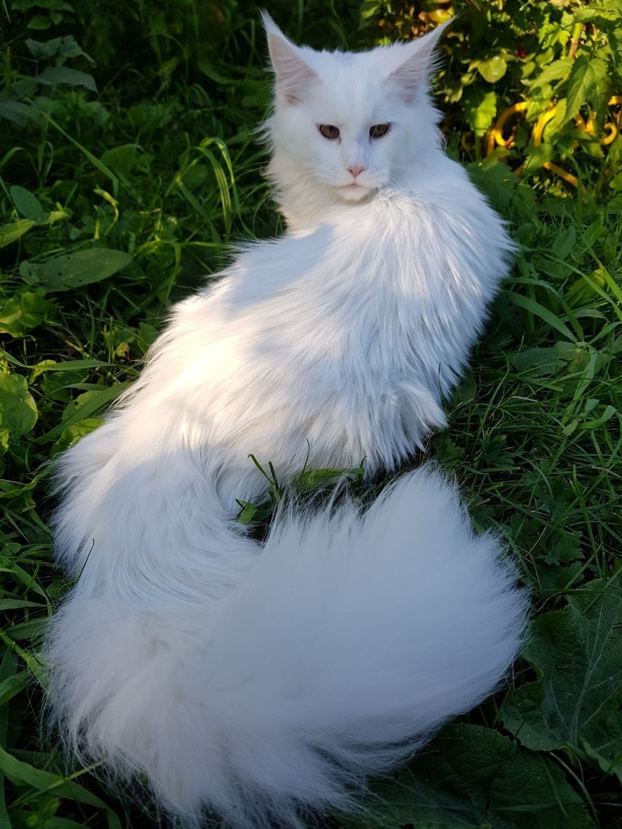 Древнейший армянский Ван 