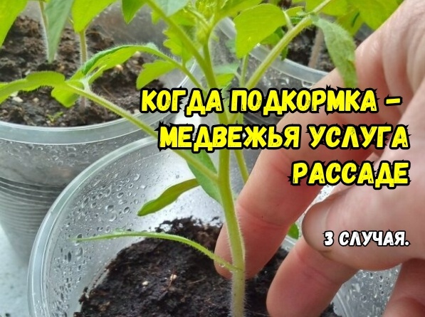 Вот когда рассаду не подкармливают: 3 случая и 3 момента, когда подкормки - медвежья услуга. Агрономы советуют