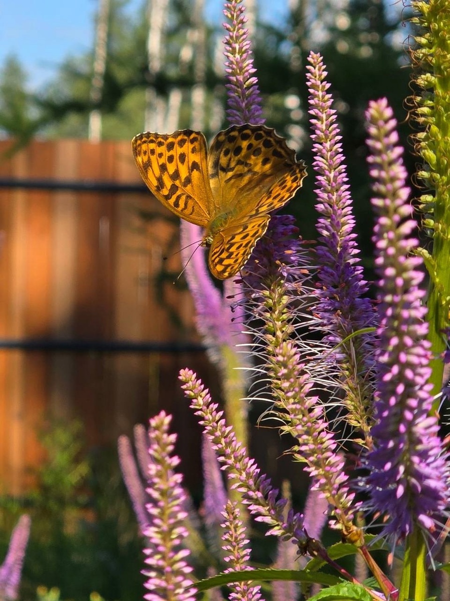 Любой сад это не просто набор растений. Это целая экосистема с собственным балансом. Привлекая в свой сад бабочек и других опылителей вы получите несколько приятных бонусов: 
Опылители. Если в вашем саду растут или только планируются плодовые деревья и кусты, то привлечение бабочек будет способствовать плодоношению
Борьба с вредителями. Многие виды бабочек питаются вредными насекомыми, что снижает риск их чрезмерного размножения. 
Экологический баланс. Присутствие бабочек в саду благоприятно сказывается на общей атмосфере в саду, здоровье окружающей среды и полноценном развитии растений. 
Удовольствие. Доказано, что наблюдение за бабочками в естественных условиях сопоставимо с медитацией. Подарите себе возможность чаще наблюдать за этими прекрасными созданиями на расстоянии вытянутой руки.

Вдохновились? 
А теперь за дело) 
Для создания сада бабочек необходимо узнать какие виды бабочек обитают в вашем регионе и исходя из этого подобрать растения не только для бабочек, но и для гусениц. Да-да. Если мы хотим «поселить» бабочек у себя, а не пригласить разок на чай, то начать придется с гусениц. 

Молочай - привлекает гусениц бабочки данаида монарх.
Петрушка - привлекает гусениц бабочки ласточкин хвост. 
Капусту любят гусеницы бабочки-капустницы
Ну и тд…

После того как разобрались с местными бабочками и «домиком» для гусениц можно переходить к выбору нектарных растений. Вот несколько растений наиболее любимых бабочками: 
Эхинацея 
Шалфей
Будлея
Тимьян
Душица
Космея
Лаванда
Монарда
Гелиотроп
