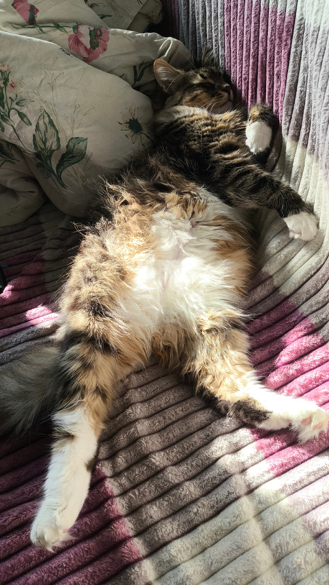 Рано утром Пиня не спит и нам не даёт, а потом дрыхнет весь день))) 