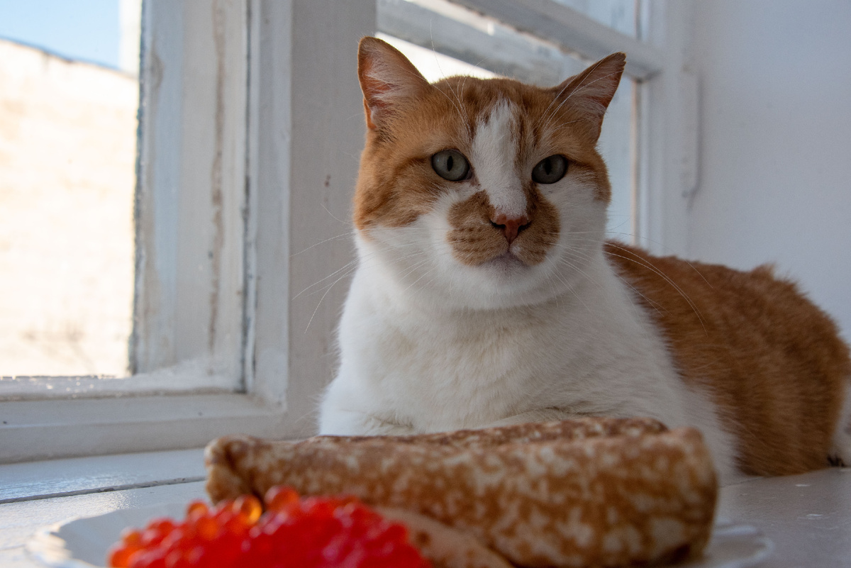 Подготовил самую вкусую статью.