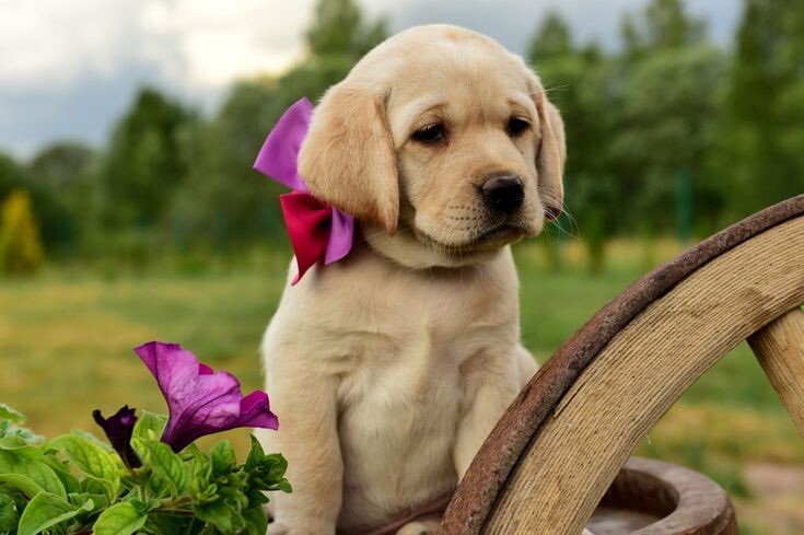 Лабрадоров часто называют одной из лучших пород для семей