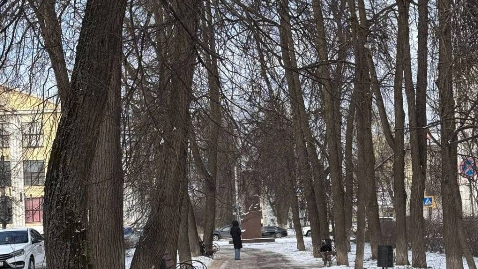 В Иванове планируют восстановить Липовую аллею на Садовой улице