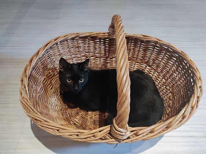 Уголек утверждает, что это клевета и он кот образцово-показательной культуры быта