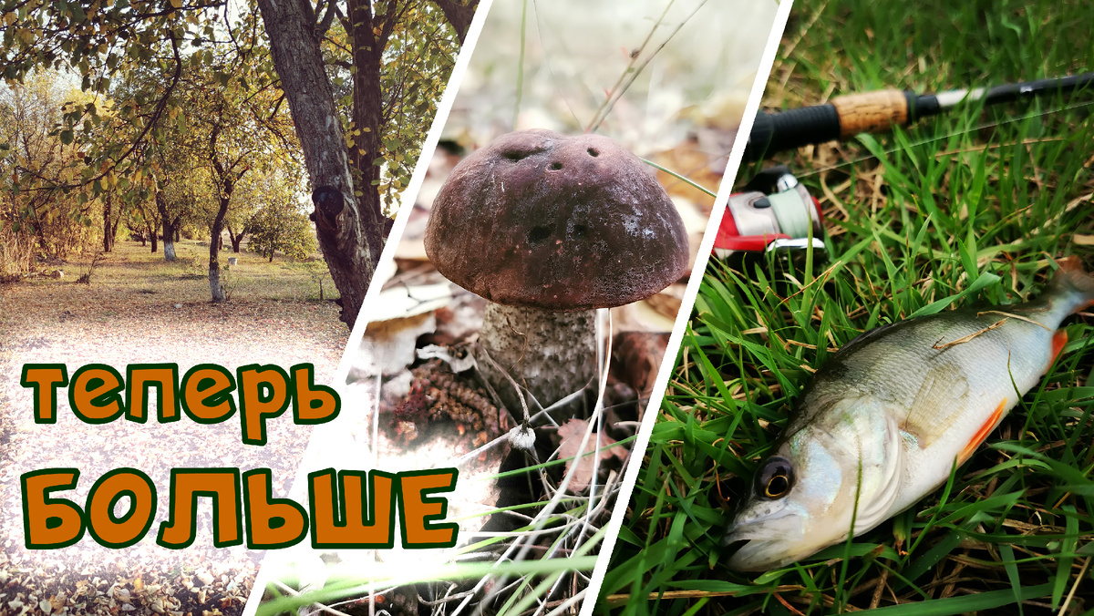 Расширение темы канала: от огорода к гармонии с природой