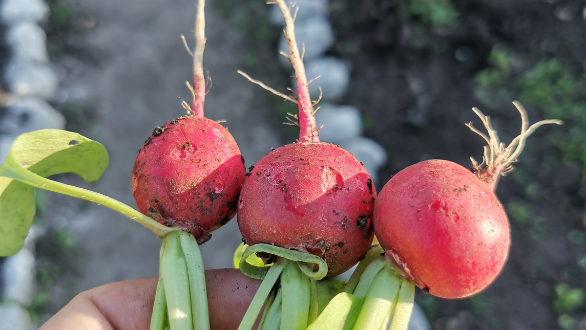 Редиска с огорода