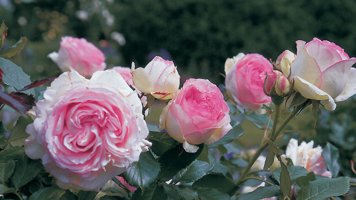 Pierre de Ronsard™, Meilland, 1987, клаймбер