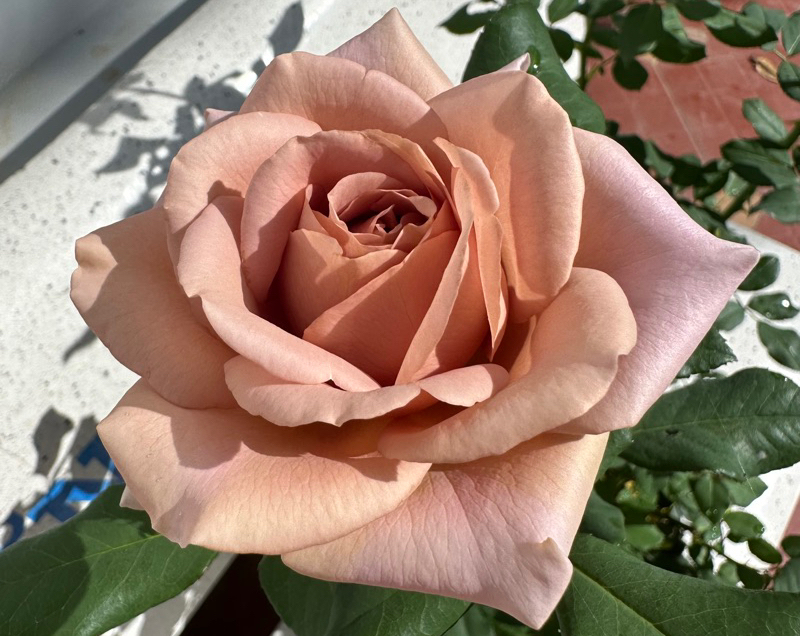 Koko Loko, Christian Bédard, США, 2010, флорибунда 