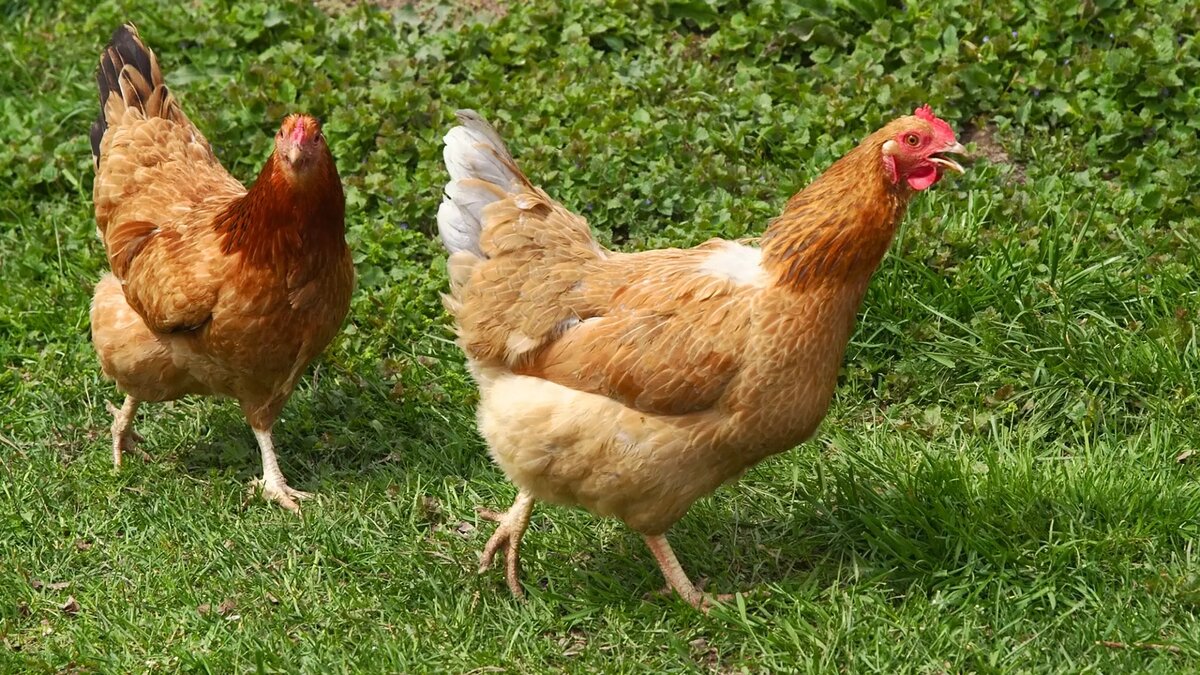     Источник: commons.wikimedia.org