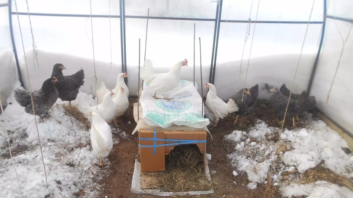     Автор: Нина Соловьева Источник: udm-info.ru