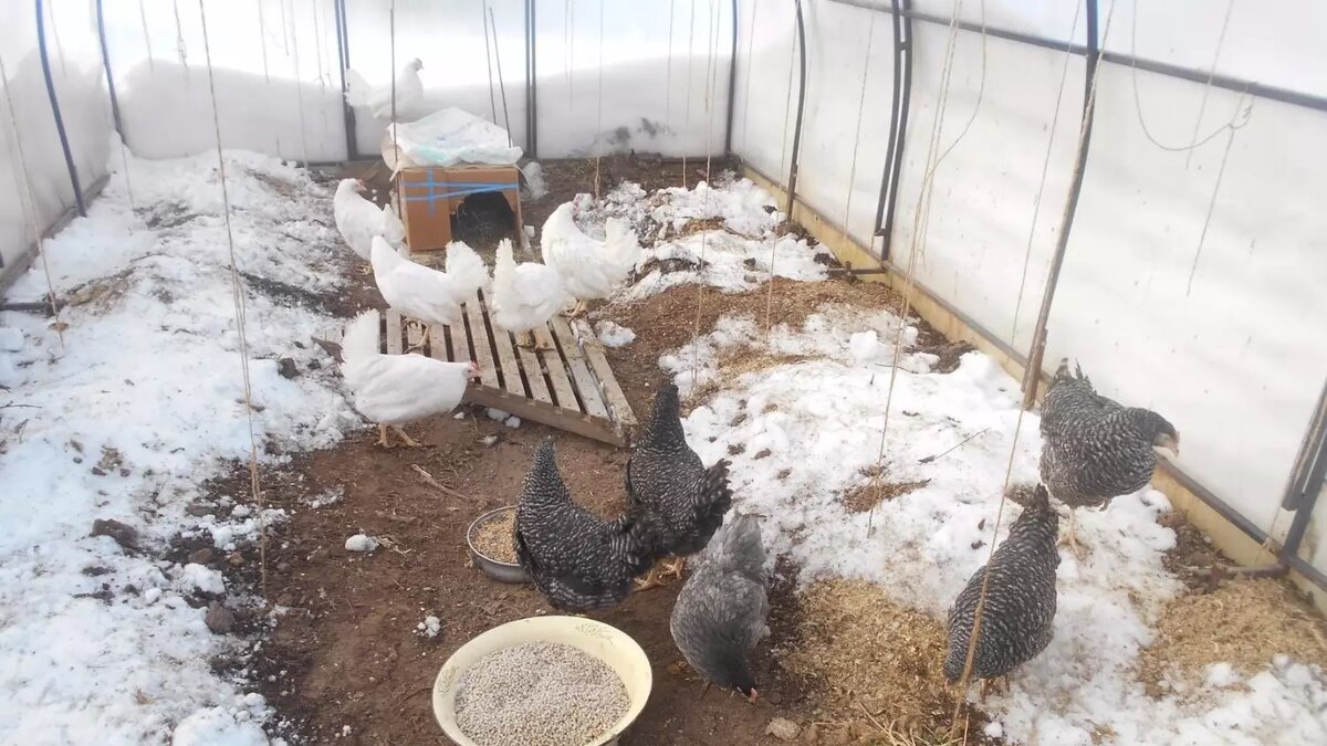     Автор: Нина Соловьева Источник: udm-info.ru