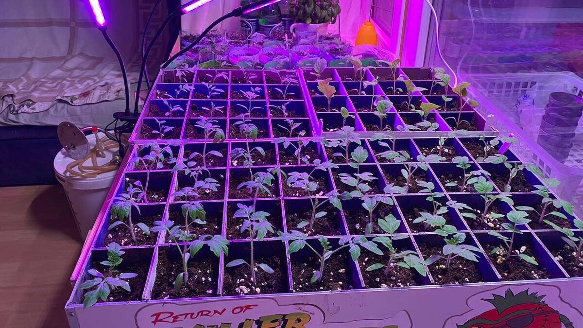 Если вы собираетесь посеять семена, которые предварительно необходимо стратифицировать, сделать это самое время. Фото: Александр Шестаков 