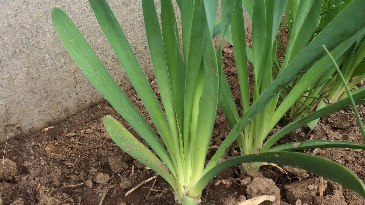 Лук-слизун в пермских садах довольно редок. Многие воспринимают его как декоративное растение. Фото: Александр Шестаков 