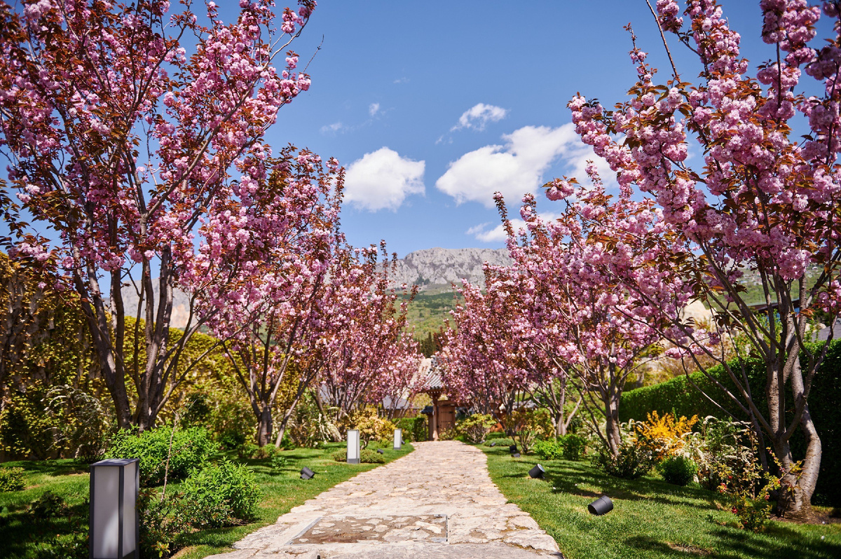 Время, когда цветет персик в Крыму, приходится на самое начало апреля. Цветение персиков в Крыму даёт невероятные эффекты перелива оттенков, которые причудливо играют на солнце.