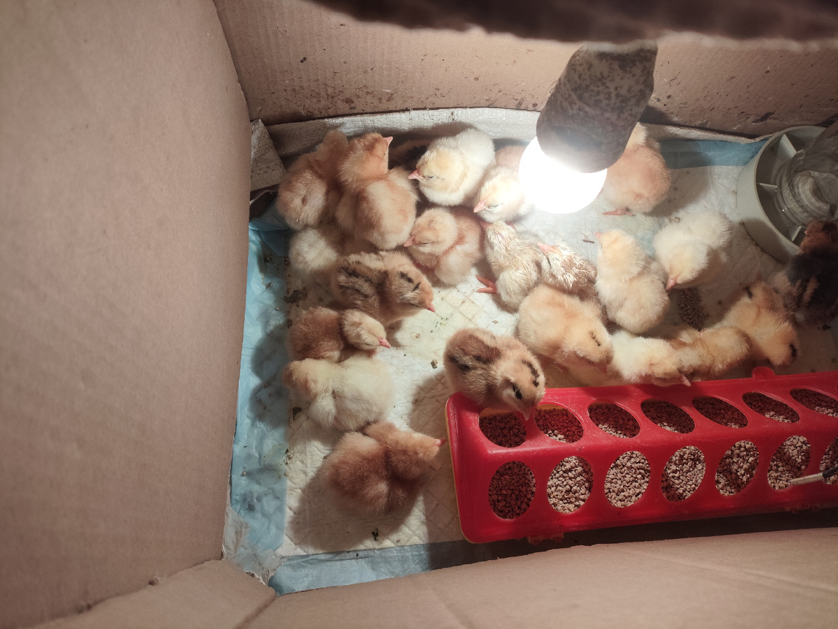 Утром в коробке