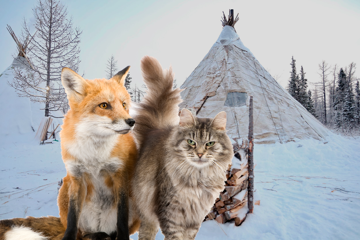 Фото: Eric Isselee/Shutterstock/Fotodom|Василий Петров/АНО «Ямал-Медиа»