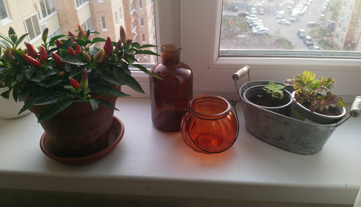 Скорее всего, от мамы вот такой