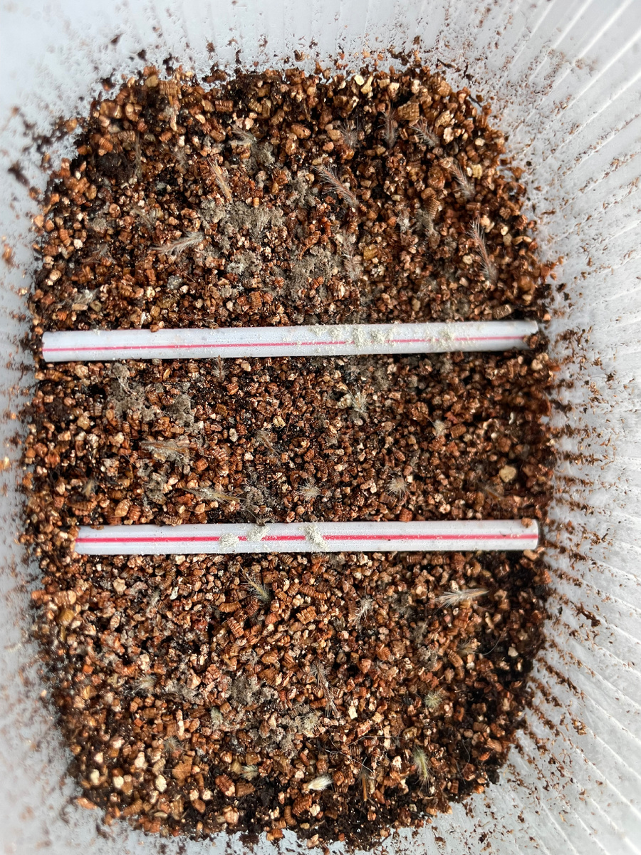 Фитоспорином припудрила для надежности